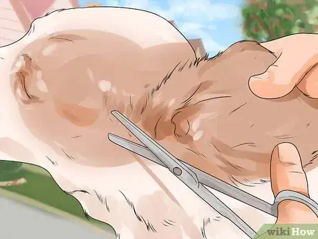 Image titled Care for English Springer Spaniels Step 4