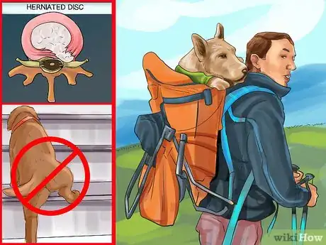 Image titled Tell if Your Older Dog Is over Exerting Itself Step 4