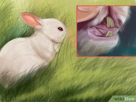 Image titled Prevent Dental Problems in Rabbits Step 7