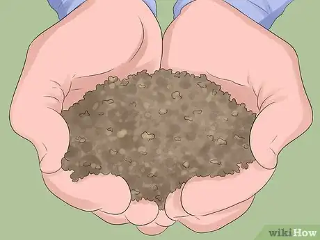 Image titled Fertilize Daffodils Step 3