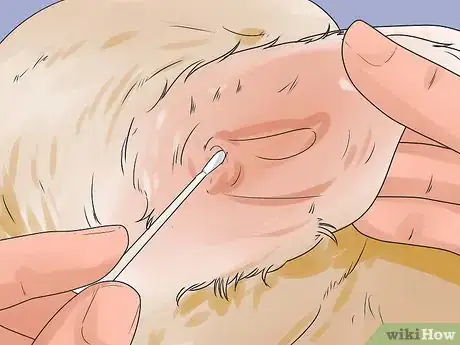 Image titled Groom a Longhair Dog Step 4