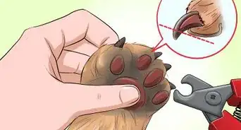 Bathe a Shih Tzu Puppy