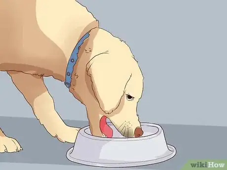 Image titled Exercise With Your Dog Step 7
