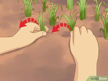 Image titled Grow Cucumbers Step 2