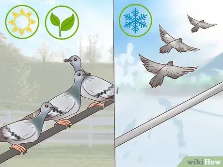 Image titled Encourage Doves to Coo Step 9