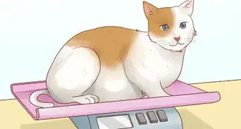 Count Calories in Your Cat's Food