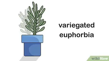 Image titled Grow Euphorbia Step 2