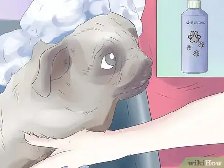 Image titled Remove Ear Mites from a Dog Step 6