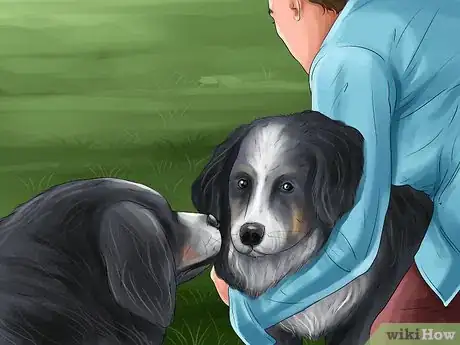 Image titled Know if Your Female Dog Is Ready to Breed Step 9