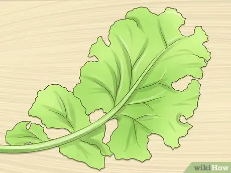 Image titled Shop for Kale Step 4