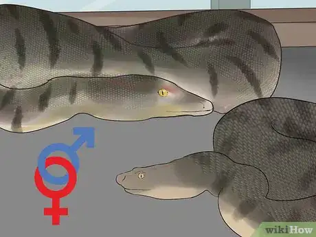 Image titled Mate Anacondas Step 7