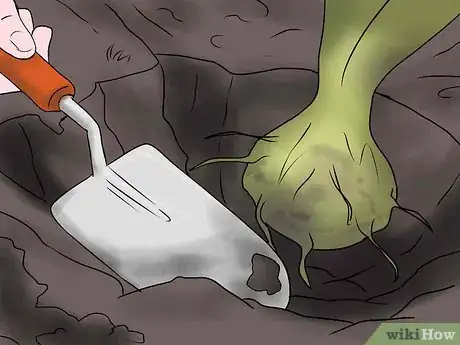 Image titled Keep Narcissus Bulbs After Flowering Step 16