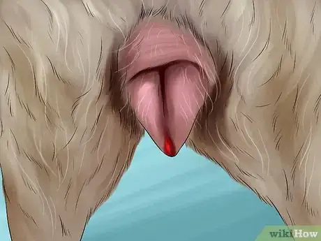 Image titled Know if Your Female Dog Is Ready to Breed Step 1