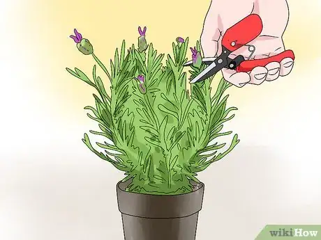 Image titled Fix Common Indoor Herb Garden Problems Step 11