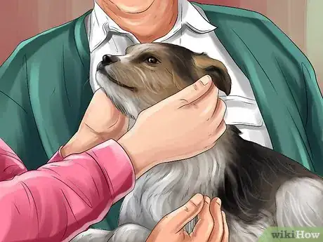 Image titled Find and Care for a Australian Shepherd Step 13