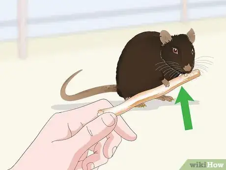 Image titled Safely Let a Mouse Out of Its Cage Step 11