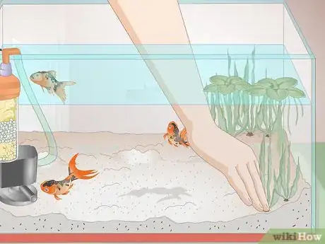 Image titled Cure Red Slime Algae in Marine Aquariums Step 7