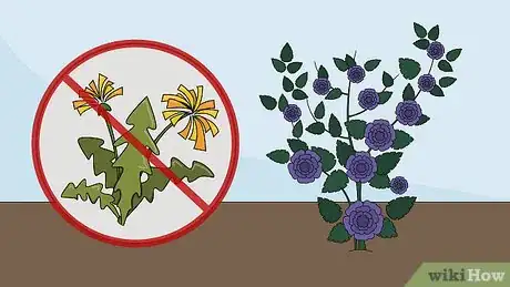 Image titled Care for a Midnight Blue Rose Bush Step 13