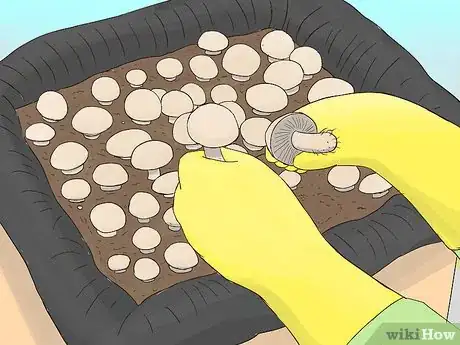 Image titled Grow Portobello Mushrooms Step 12