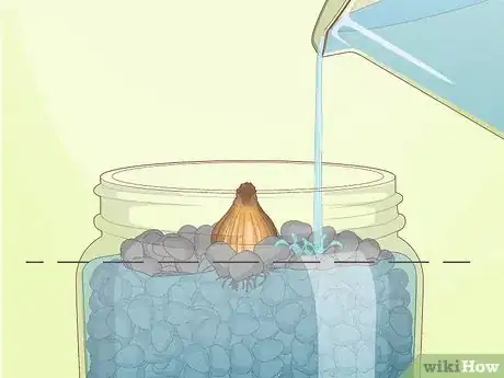 Image titled Force Daffodils Indoors Step 19