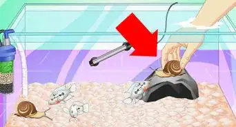 Set up a Cichlid Tank