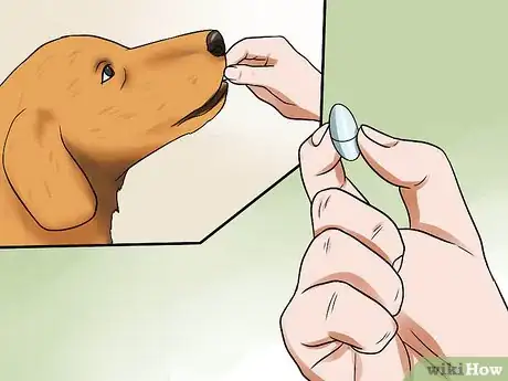 Image titled Prevent Canine Coronavirus Step 7