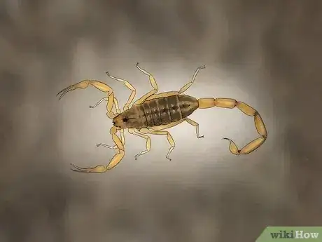 Image titled Identify an Emperor Scorpion Step 11