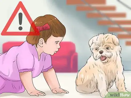 Image titled Care for an Affenpinscher Step 10