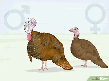 Image titled Sex Turkeys Step 7