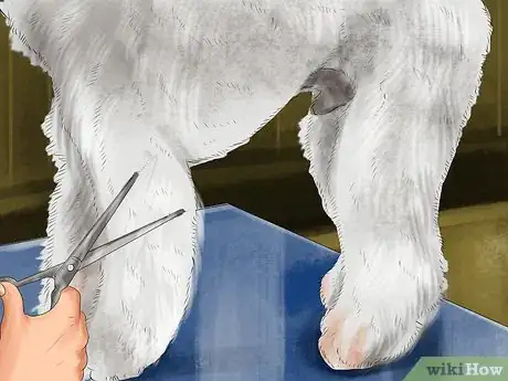 Image titled Choose a Bedlington Terrier Step 3