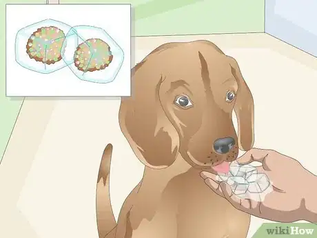 Image titled Keep a Dog Hydrated Step 10