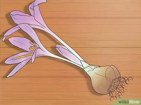 Image titled Plant Bulbs in Grass Step 23