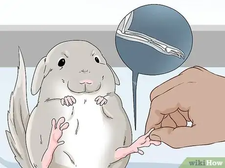 Image titled Handle Calcium Deficiency in Chinchillas Step 3