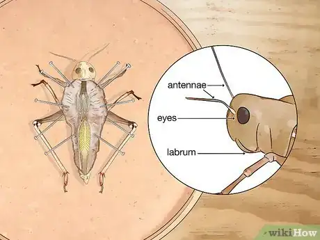 Image titled Dissect a Locust Step 10