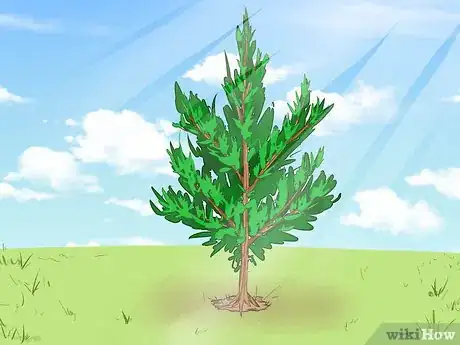 Image titled Plant Cedar Trees Step 5