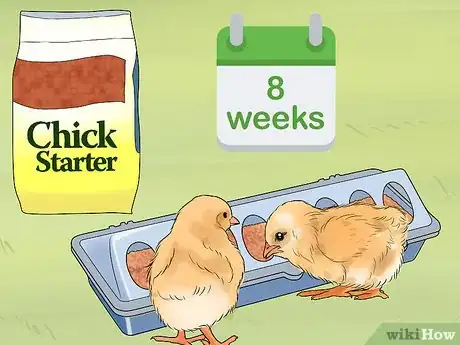 Image titled Feed Chicks Step 8