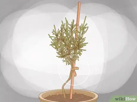 Image titled Grow a Topiary Step 8