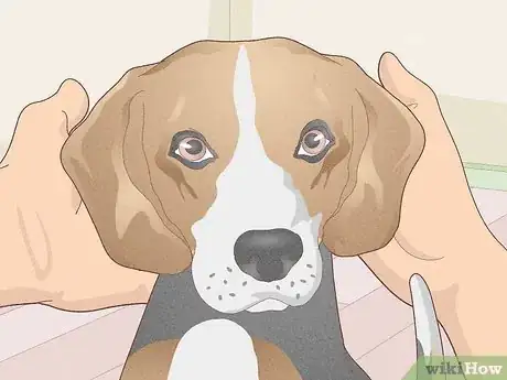 Image titled Treat Vestibular Disease in Dogs Step 1