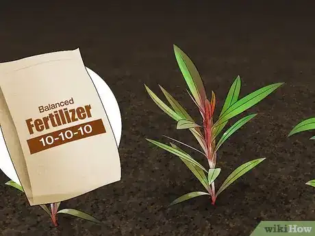 Image titled Grow Gaura Step 14