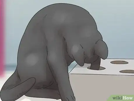 Image titled Identify a Bombay Cat Step 7