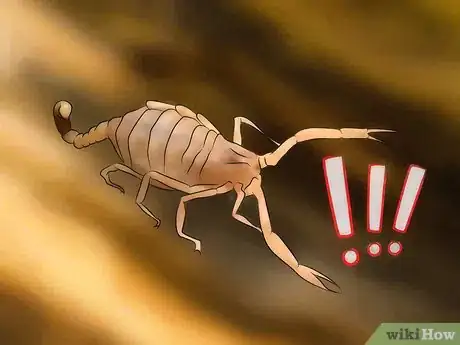 Image titled Identify an Emperor Scorpion Step 14