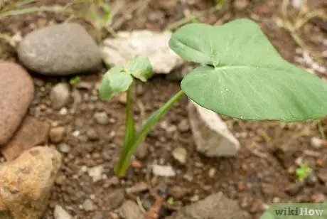 Image titled Grow Elephant Ear Plants Step 8