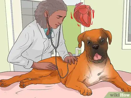 Image titled Treat Heart Conditions in Boxers Step 9