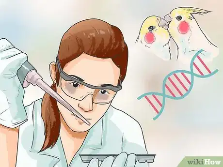 Image titled Keep Cockatiels Healthy While Breeding Step 12