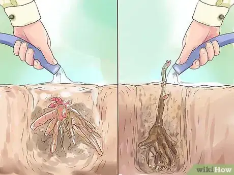 Image titled Plant Peonies Step 13