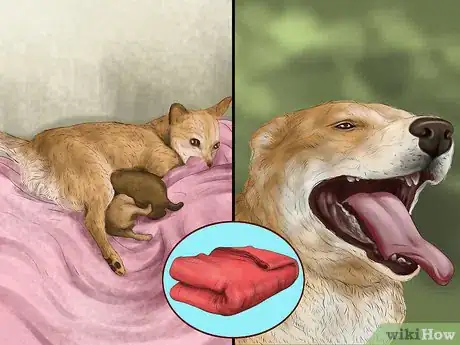Image titled Keep a Mother Dog Healthy Postpartum Step 10
