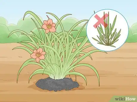 Image titled Prune Daylily Step 3