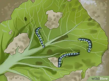 Image titled Keep Caterpillars Out of the Garden Step 5