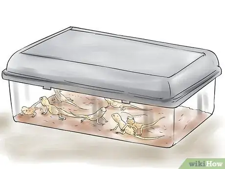 Image titled Breed Leopard Geckos Step 14
