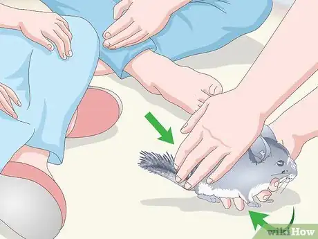 Image titled Keep Chinchillas Safe Around Children Step 6